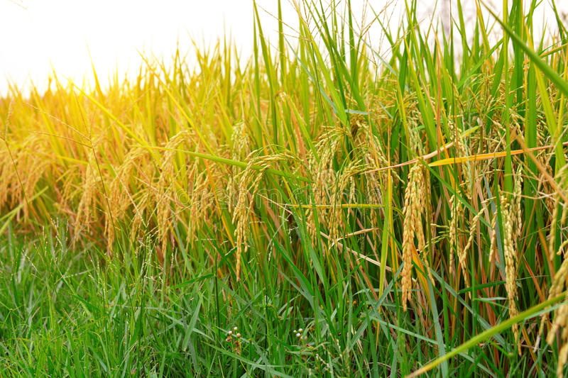 Field